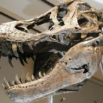 Dinosaur